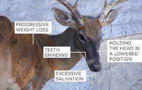 Chronic wasting disease identified in Tunica County doe